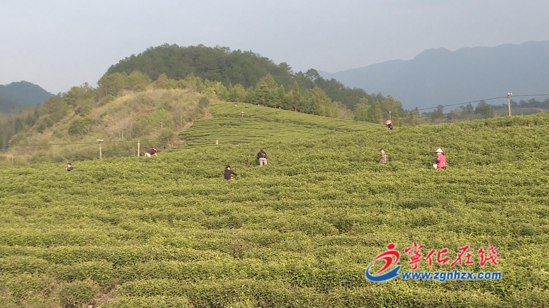 組圖|寧化湖村鎮：3600畝春茶開采
