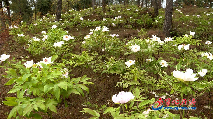 寧化：百畝牡丹花競相綻放，美不勝收