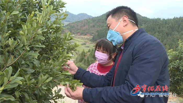 寧化林農“點單”訴愁腸，專家“處方”解難題