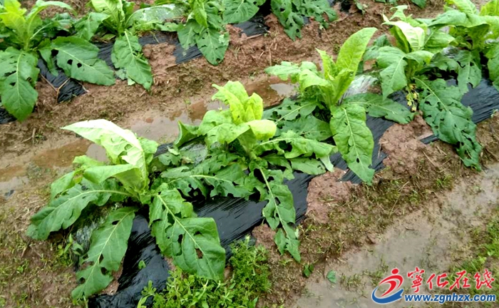 寧化水茜鎮(zhèn)遭遇強降雨冰雹災害，積極開展災后自救