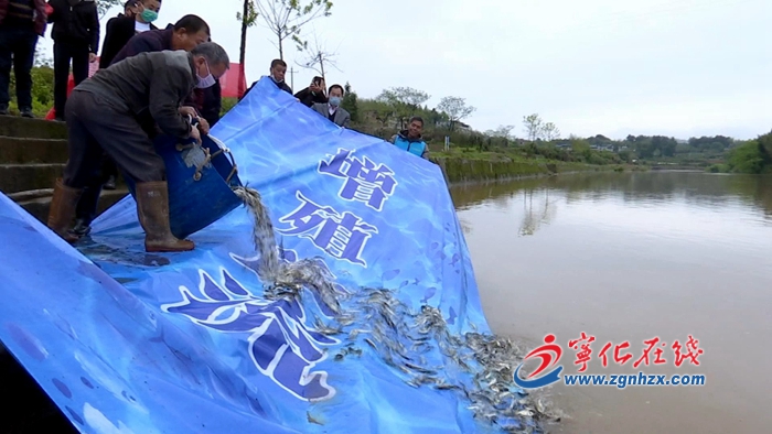 寧化：人工增殖放流魚苗60萬尾  修復水域生態環境