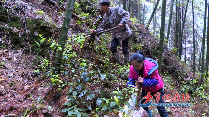 【小康來敲門】春筍正當(dāng)鮮，寧化的他挖筍“挖”出脫貧路！