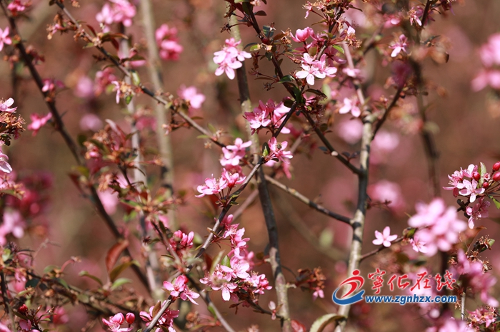 上坪300畝海棠花開
