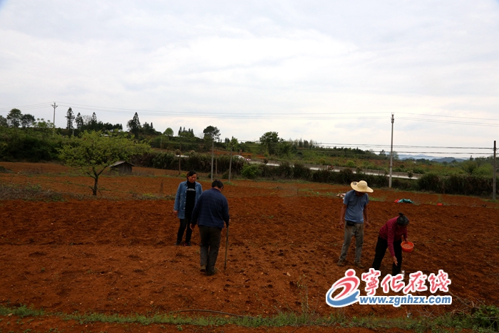 花生地產出“致富果”
