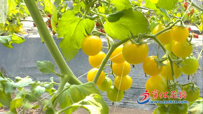 寧化: 觀光園新增品種 填補(bǔ)采摘空檔