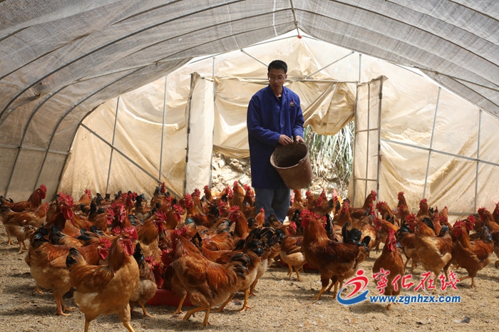 生態(tài)雞“啄”出致富路
