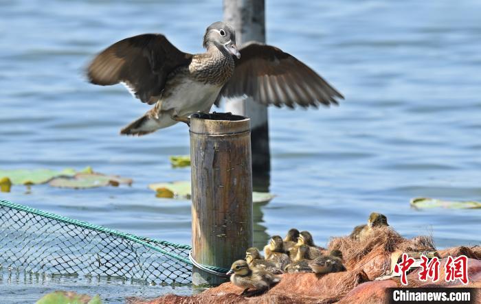 女子三次抓西湖小鴛鴦 網(wǎng)友:抓鴛鴦一輩子單身