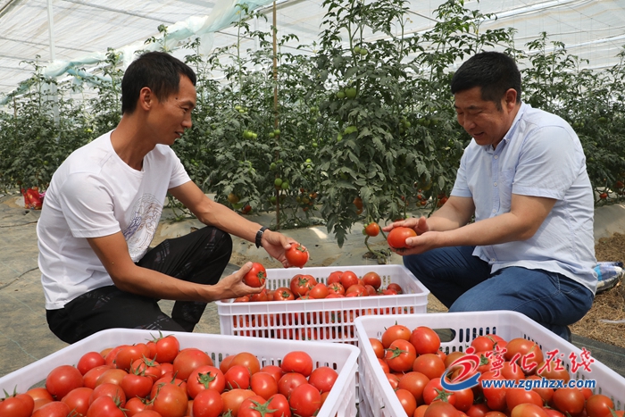 寧化：西紅柿變“致富果”