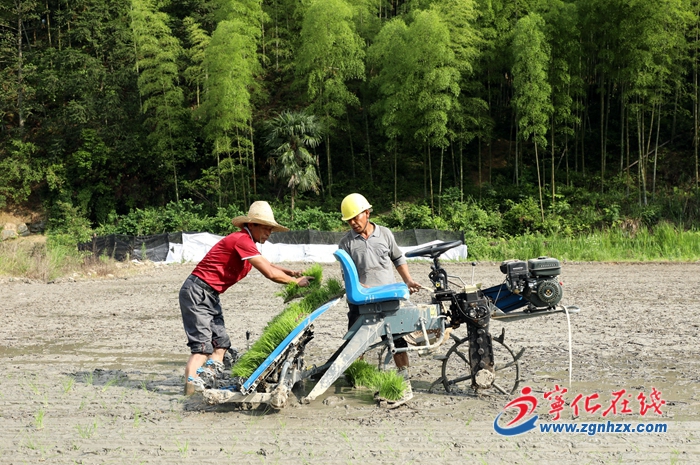 寧化:推廣水稻制種機械化 推動富民產業發展