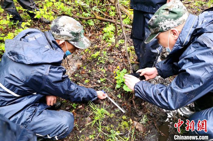 野生東北虎4天3次現身黑龍江東京城林區