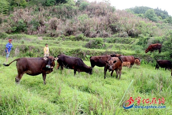 【小康來敲門】 寧化脫貧戶陳庭清的“牛”生活