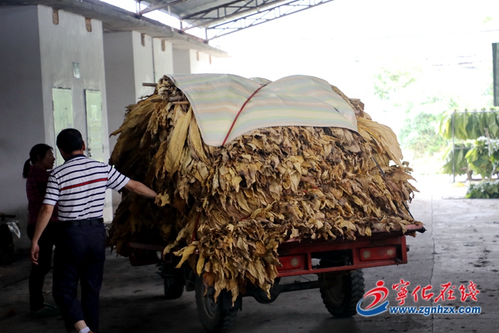 【小康來敲門】寧化：電烤房助力煙農增收