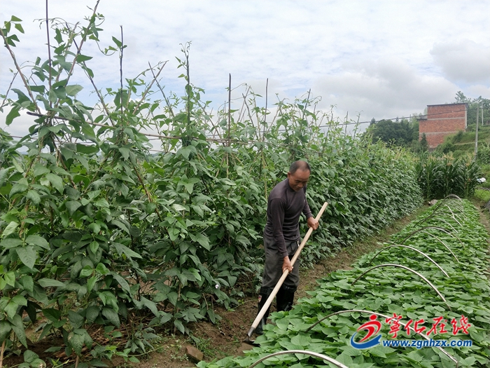 【小康來敲門】殘疾夫婦種菜走上脫貧路