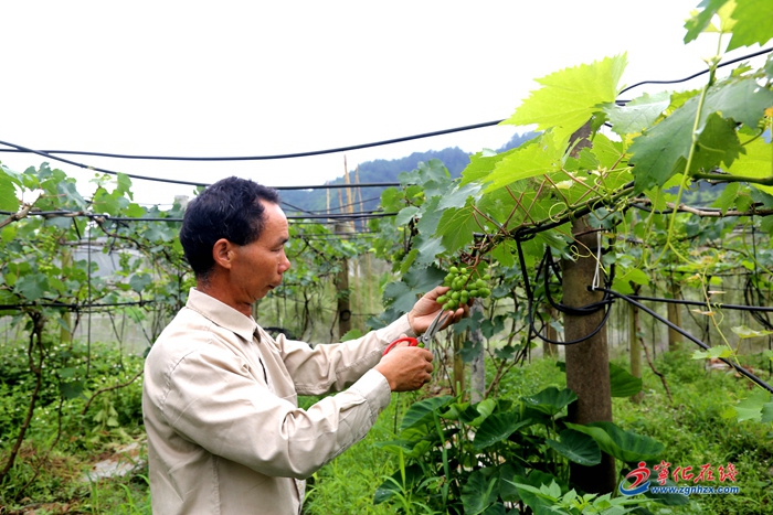 【小康來敲門】寧化治平：新型農業合作社助脫貧增收