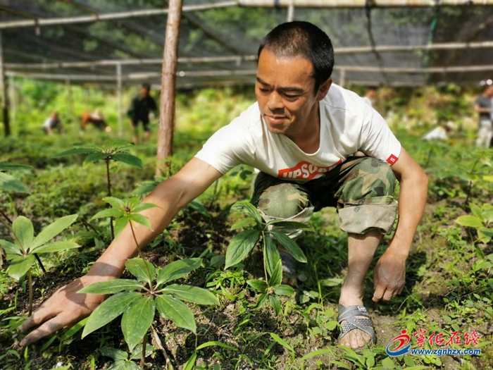 【小康來敲門】撂荒地里產業興