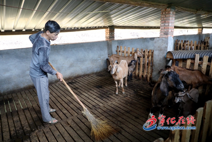 【小康來敲門】生態養羊開啟致富路