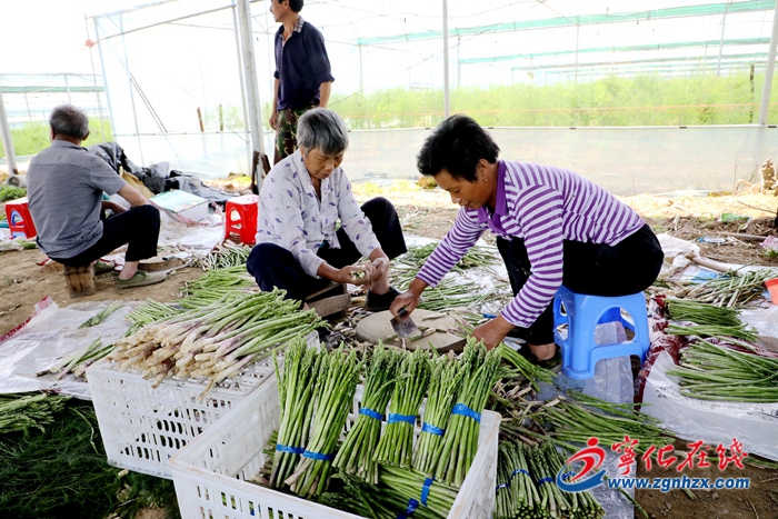 組圖|寧化：發(fā)展蘆筍種植 促進(jìn)農(nóng)戶增收