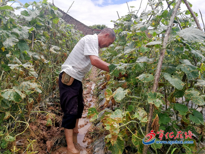 【小康來敲門】寧化：產業作紐帶，聯村闖富路