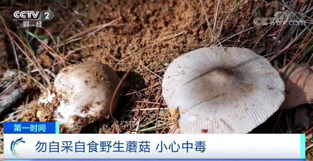 【快看·健康】飲食消費(fèi)提示:勿自采自食野生蘑菇 小心中毒