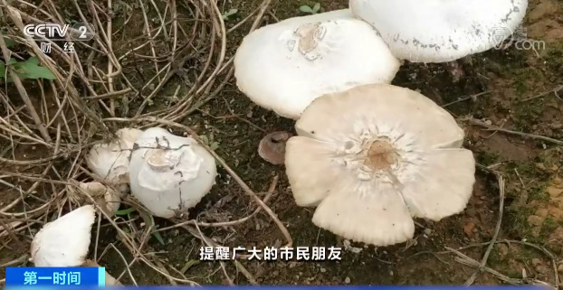 【快看·健康】疾控中心專家提醒:煮蘑菇前請(qǐng)拍照、留樣