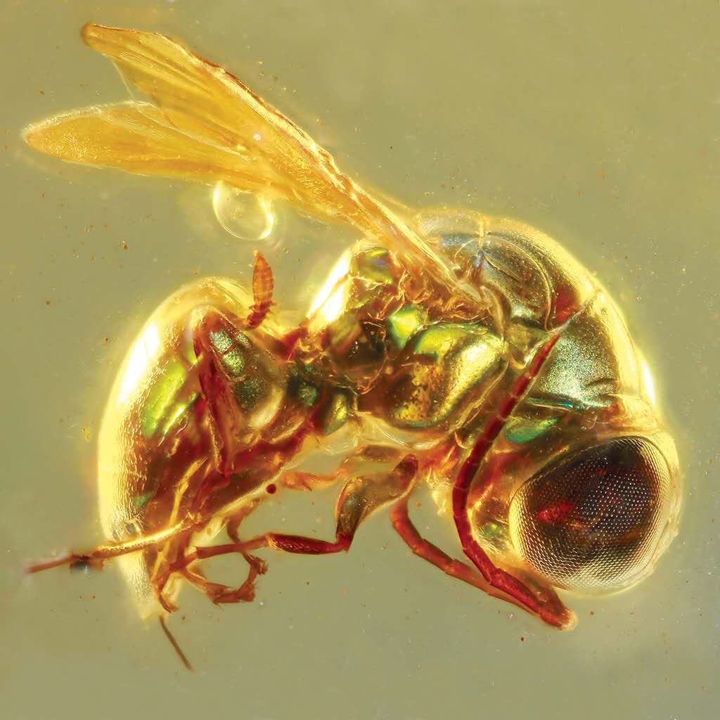 一億年前昆蟲是什么顏色?專家用琥珀化石揭秘