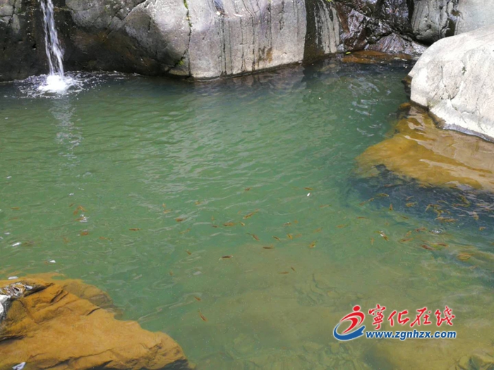 【中國(guó)綠都?最氧三明】寧化治平畬族鄉(xiāng)增殖放流3萬(wàn)余尾魚(yú)苗