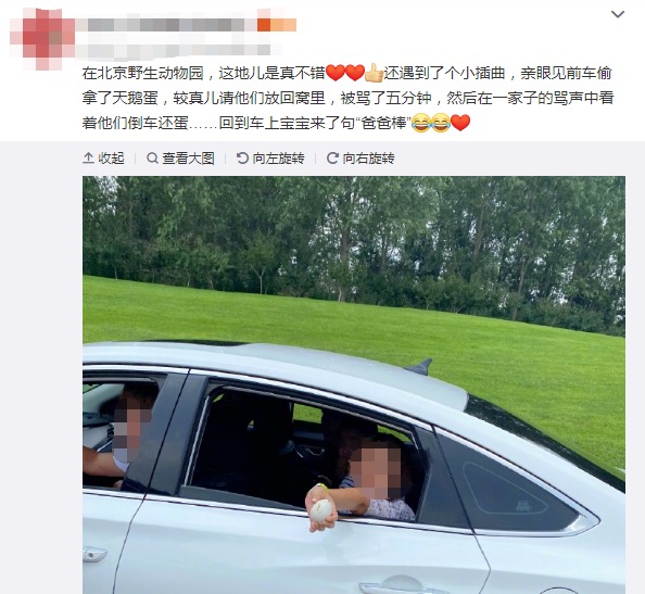 游客偷拿天鵝蛋，北京野生動物園回應：深感遺憾
