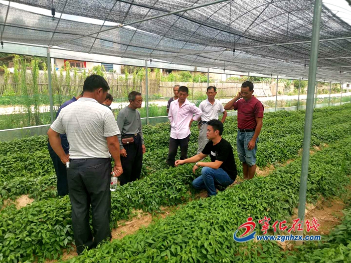 【鄉村振興】寧化水茜鎮舉行三葉青種植培訓