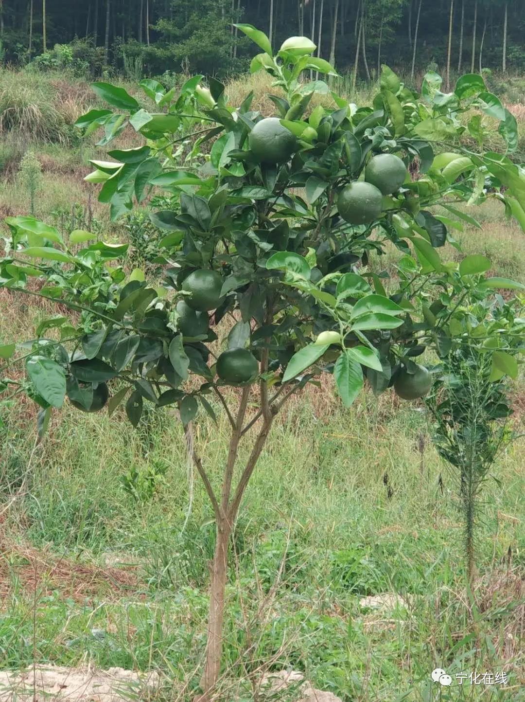 【兩岸融合】寧化：引種臺灣名優水果 助力鄉村振興發展