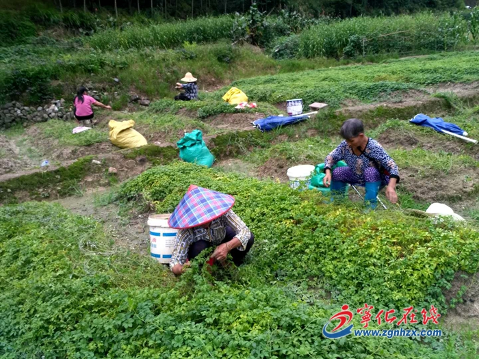 【鄉(xiāng)村振興】寧化安樂(lè)鎮(zhèn)：七葉膽鋪就“致富路”