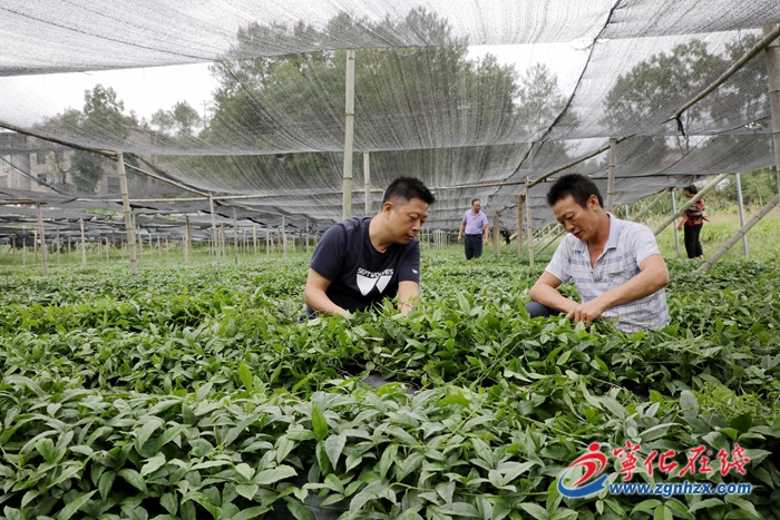 【鄉村振興】黃恩興：退役不褪色的村支書