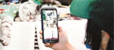 線上寵物經(jīng)濟崛起