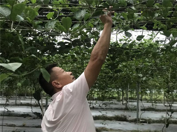 福建:鄉村發展特色產業 貧困戶有了“搖錢樹”