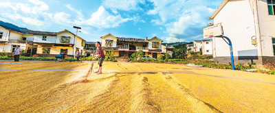 1.3萬億斤以上!“中國飯碗”穩穩的