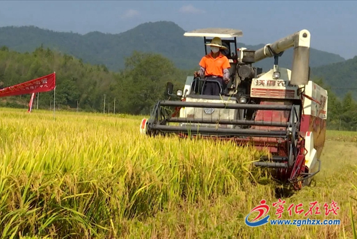 寧化:水稻機械精量直播測產驗收獲豐收