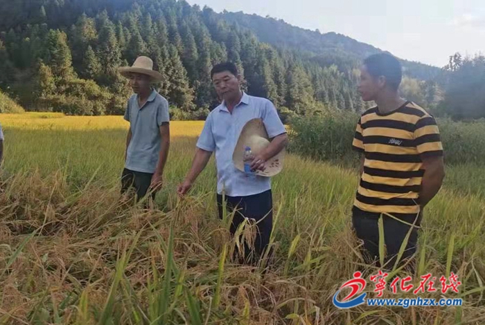 城南鎮(zhèn):扎實開展水稻保險理賠勘察工作