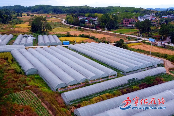 寧化淮土鎮:引進特色西瓜 打造一村一品