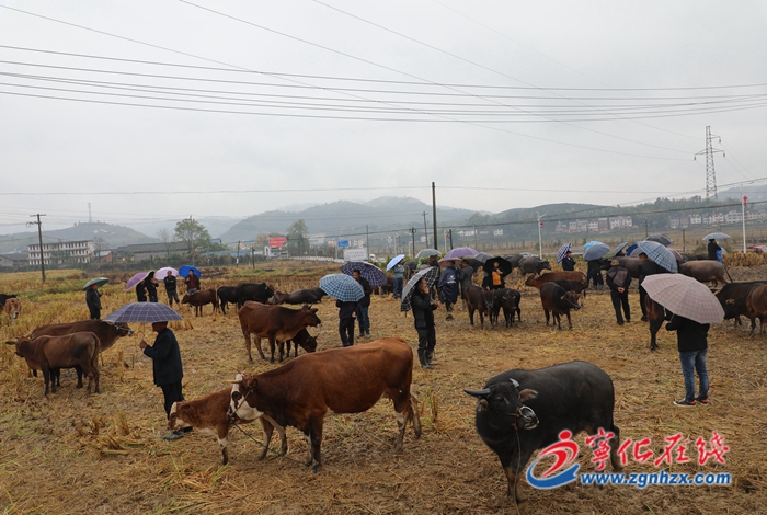 寧化中沙:鄉(xiāng)村牛市火爆