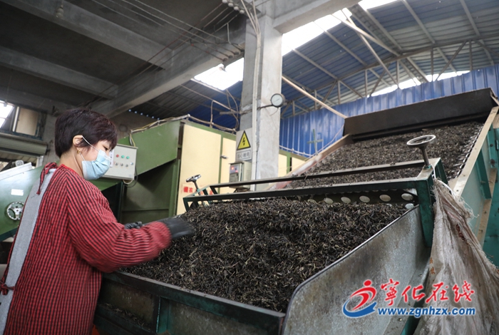 寧化：初冬時節(jié)新茶飄香