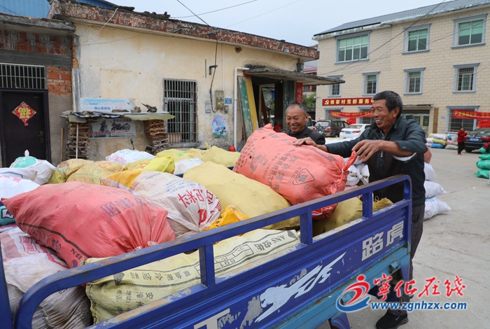 寧化中沙：紫薯產(chǎn)業(yè)助農(nóng)增收