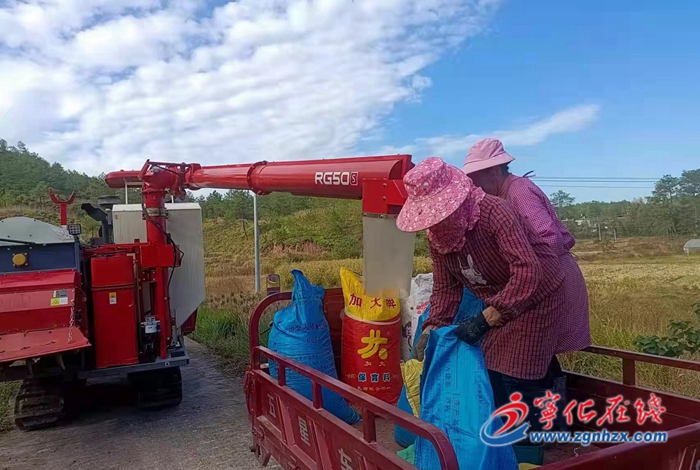 寧化淮土鎮(zhèn)：5000畝薏米喜獲豐收