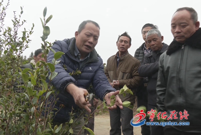 科技服務(wù)隊(duì)進(jìn)山村 助力油茶豐產(chǎn)增收