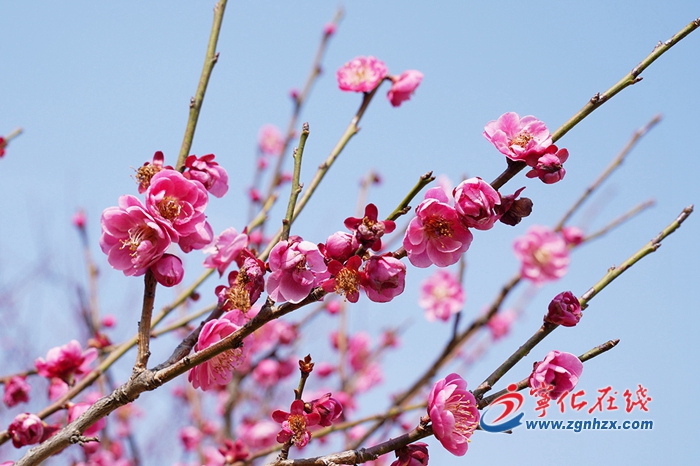 【中國綠都·最氧三明 】寧化：紅梅盛開 清香徐來
