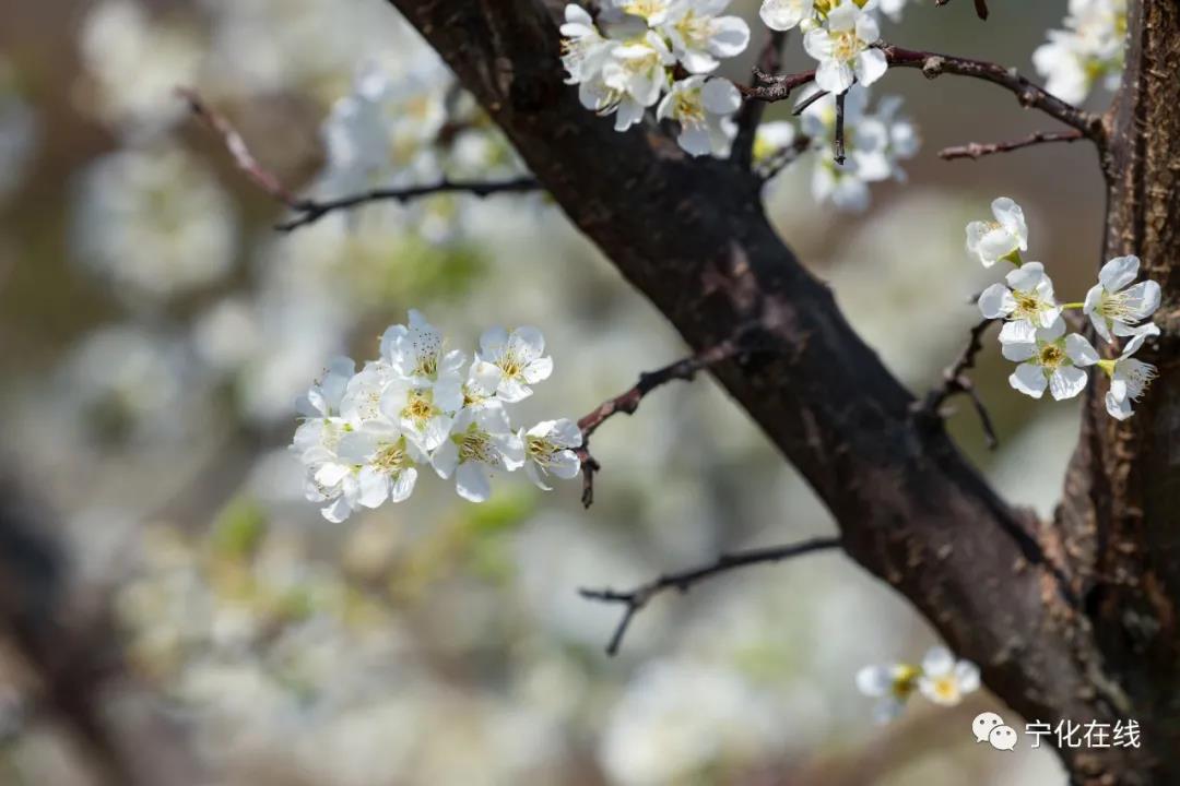 【中國綠都 最氧三明】寧化：芙蓉李花 迎風怒放