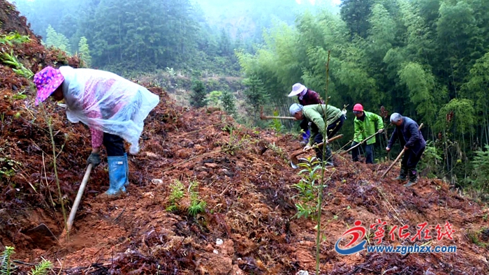 寧化：全力謀劃做好松林改造提升工作