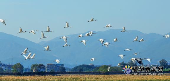 閩江河口濕地亮相央視!福州這張生態(tài)名片是這樣打造的……