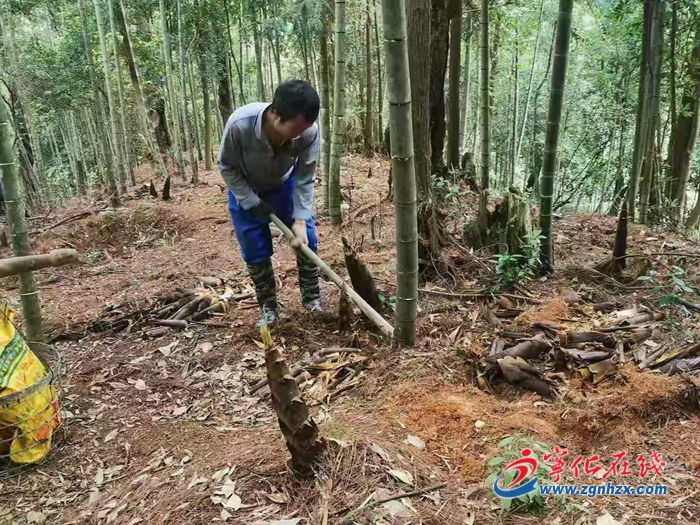 寧化安樂鎮：春筍正當季，致富新道路