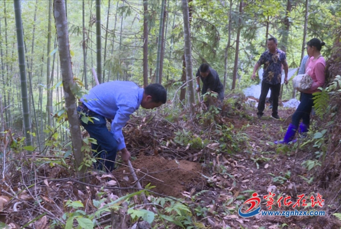寧化水茜鎮：靈芝種植“錢”景喜人