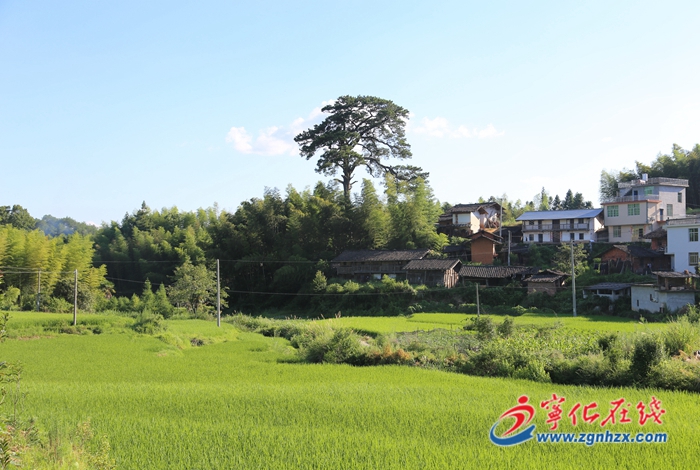 寧化:從雷火中搶救500年古松