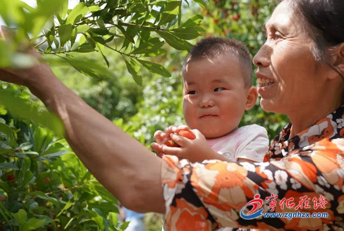 河龍鄉(xiāng):楊梅采摘正當(dāng)時